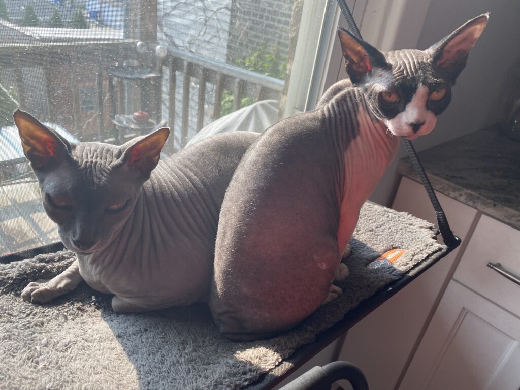 Howl, a black and white sphynx kitten, is sitting in the front and looking at the camera dubiously (actually she just thinks I should be petting her, not taking photos) and Teto, a large gray sphynx cat, is sitting behind her